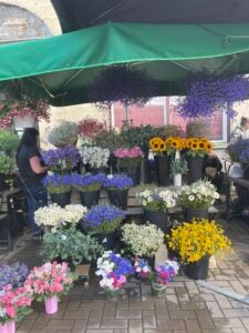Colorful flowers on display at an open market