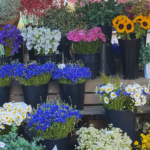 Colorful flowers on display at an open market
