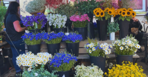 Colorful flowers on display at an open market