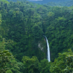 A large waterfall in view in the distance surrounded by many trees