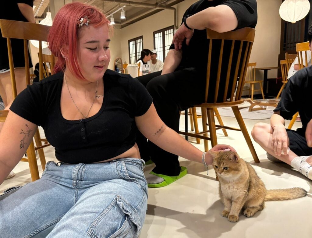 Cat café in Seoul