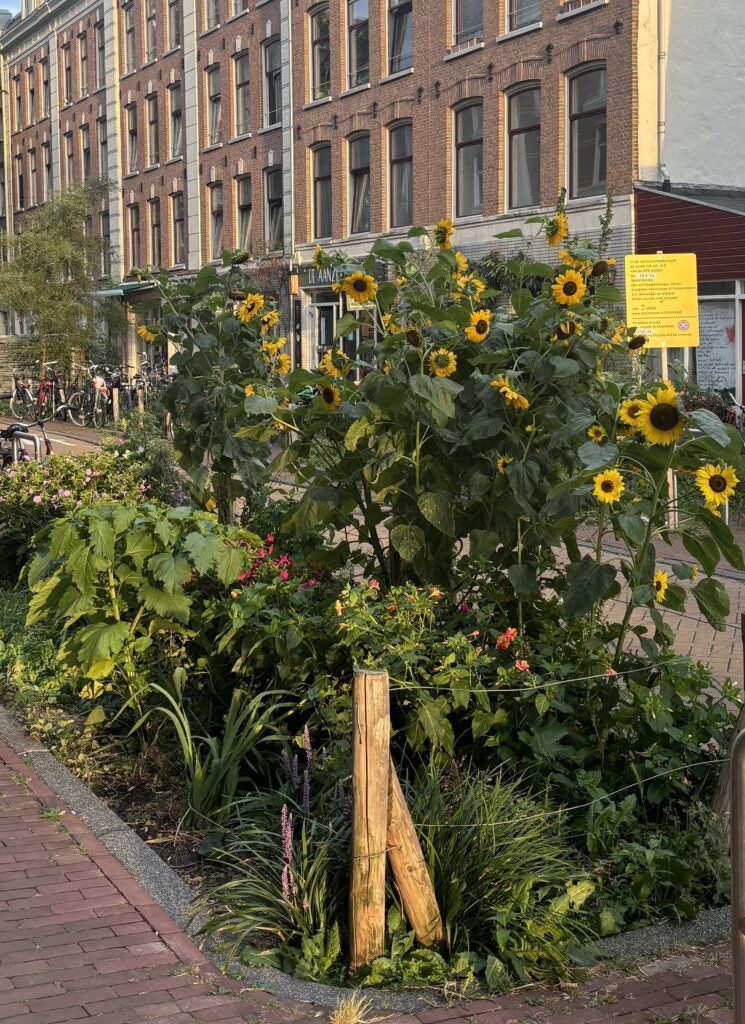 A garden at the flower market