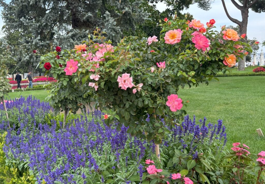 The gardens at Dolmabahçe Palace