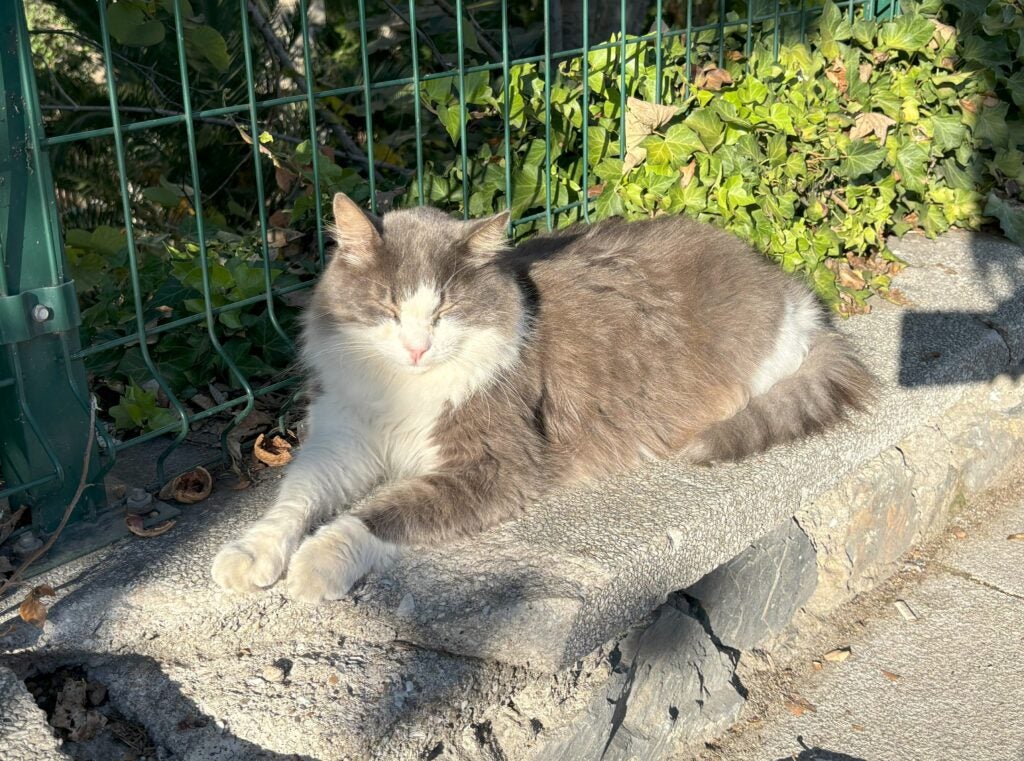 Another friend and Boğaziçi resident 