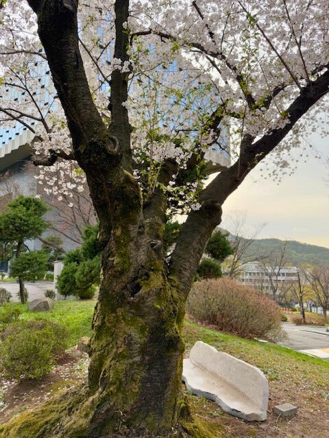 Seoul National University campus during cherry blossom season