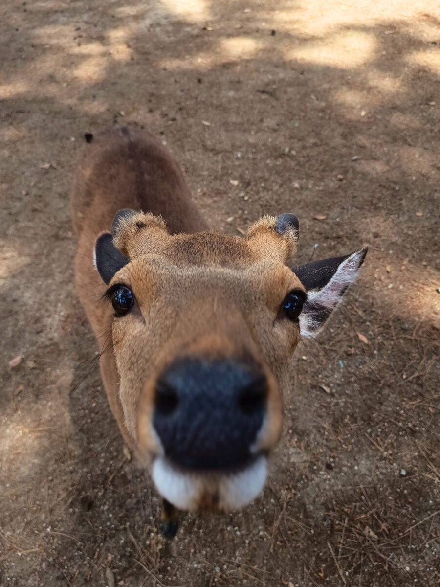 image of a friendly deer