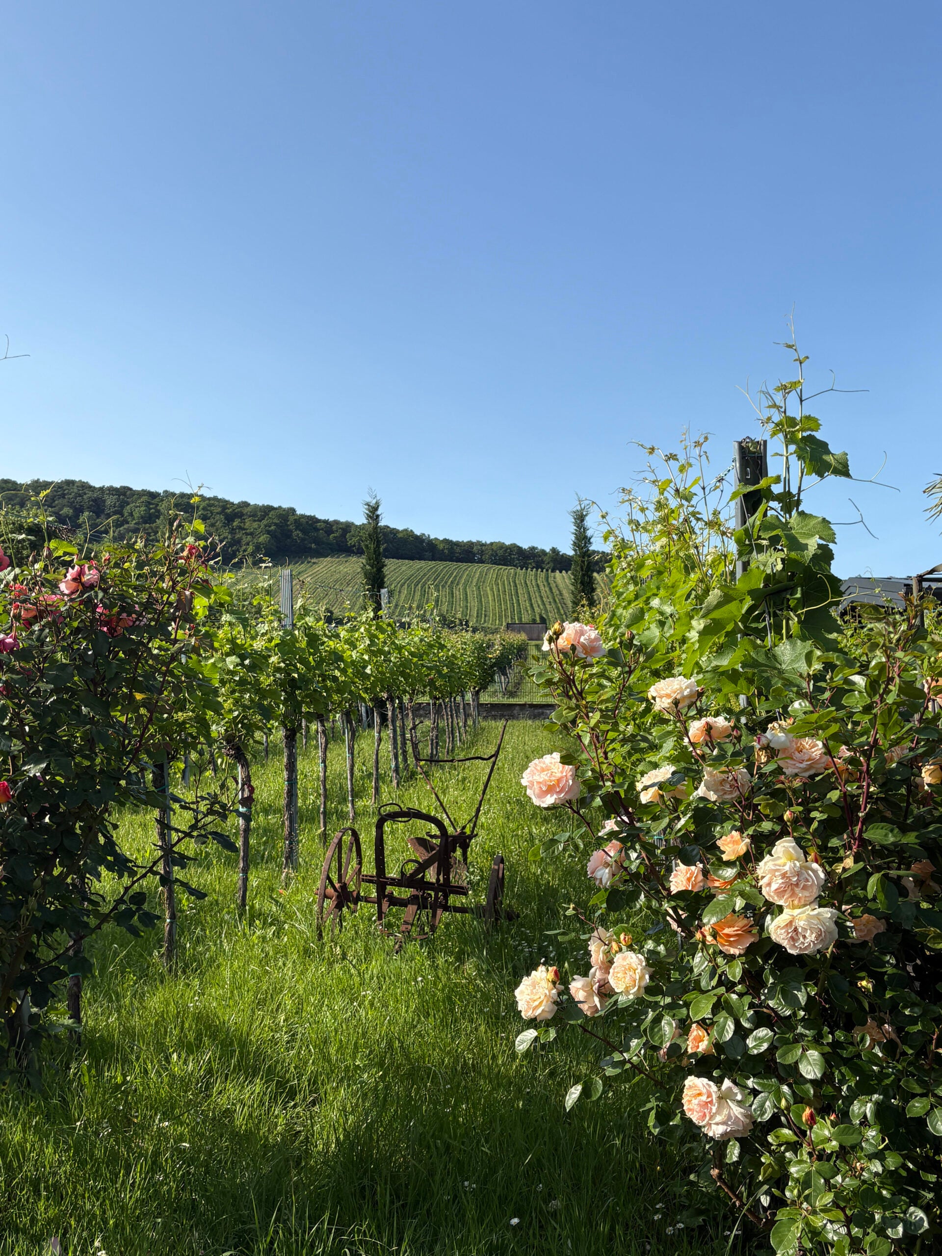 Vineyard in Vienna