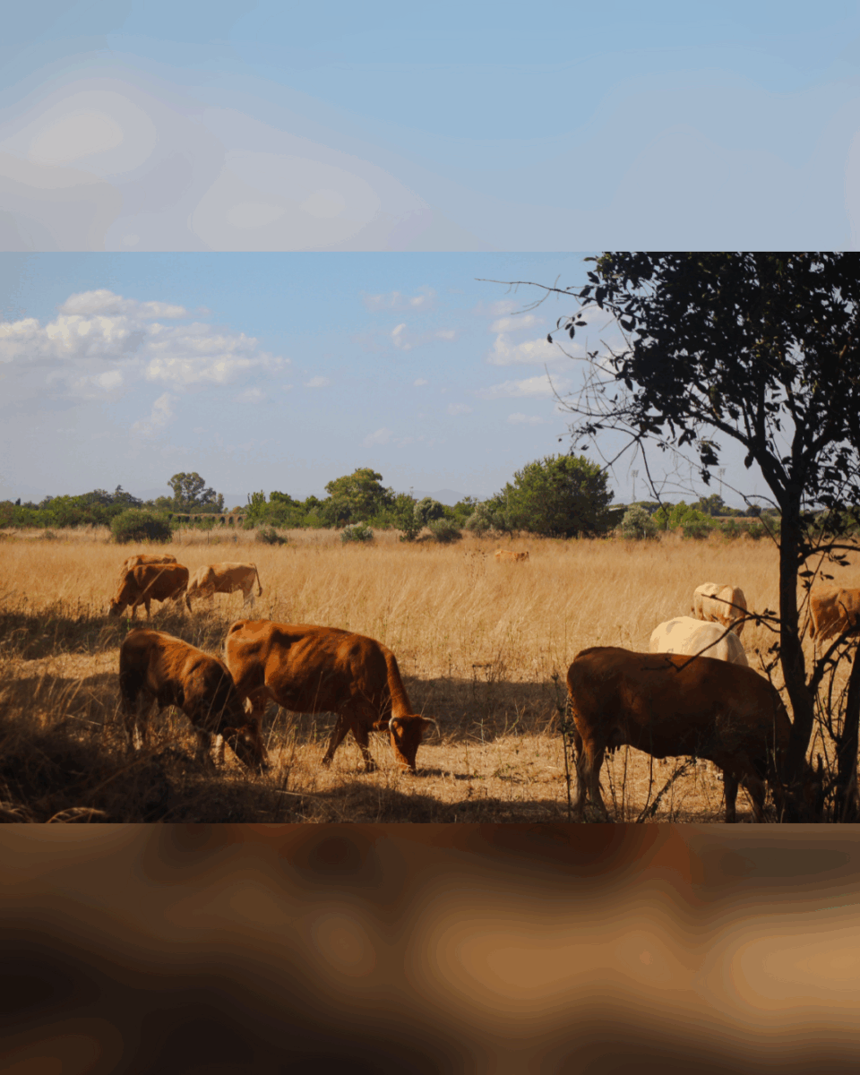 Cows along the Appian Way, The Ancient Roman equivalent of I-35