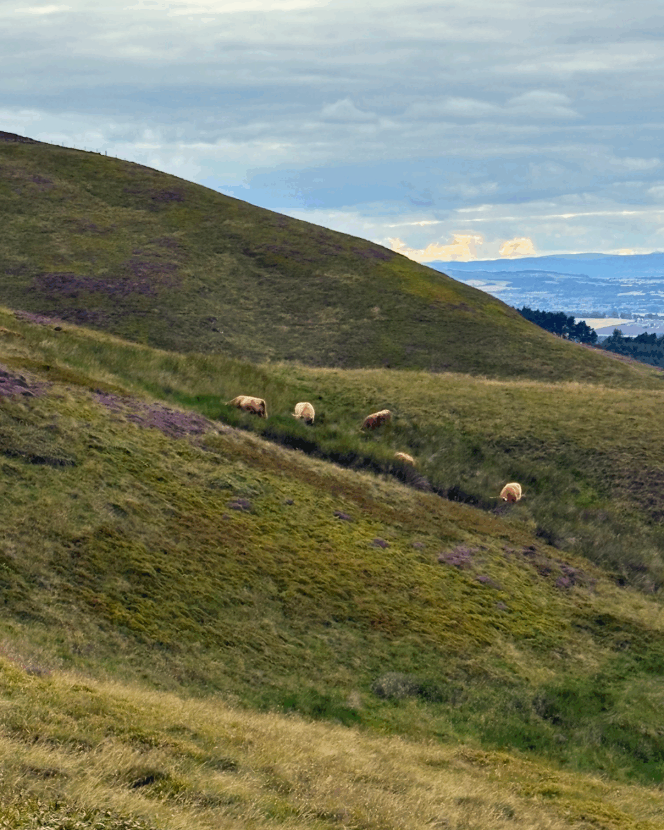 Highland cows spotted on a hike