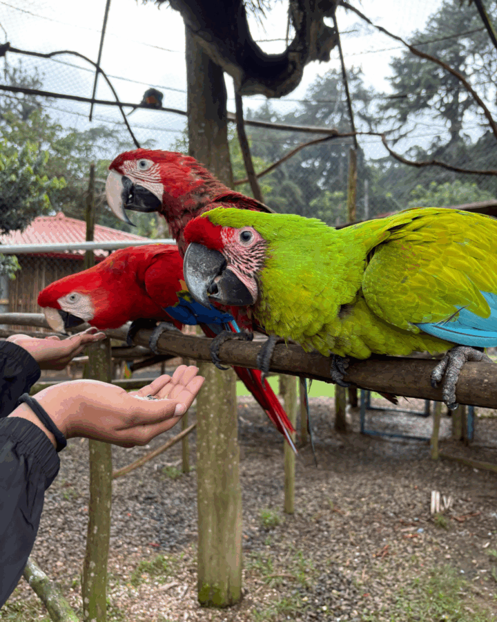 Feeding colorful parrots