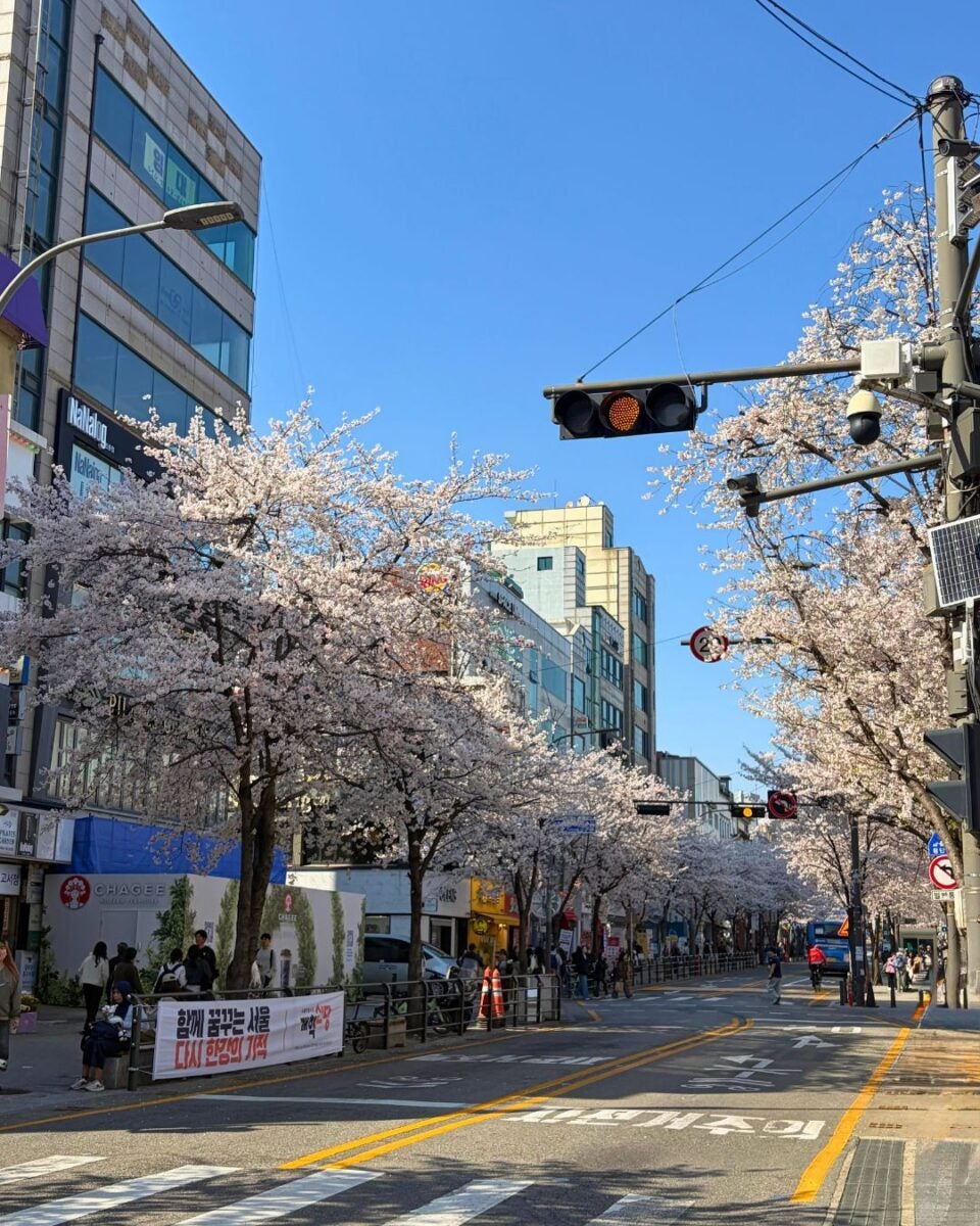 A bustling city street lined with blooming cherry blossom trees on a bright day. People stroll along the sidewalk, creating a lively and cheerful atmosphere.