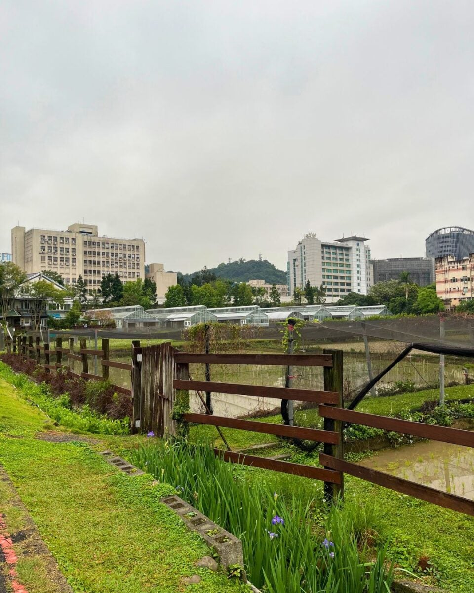 A cloudy day over a cityscape with high-rise buildings in the background. A wooden fence and greenhouse are in the foreground, surrounded by green grass and purple flowers.