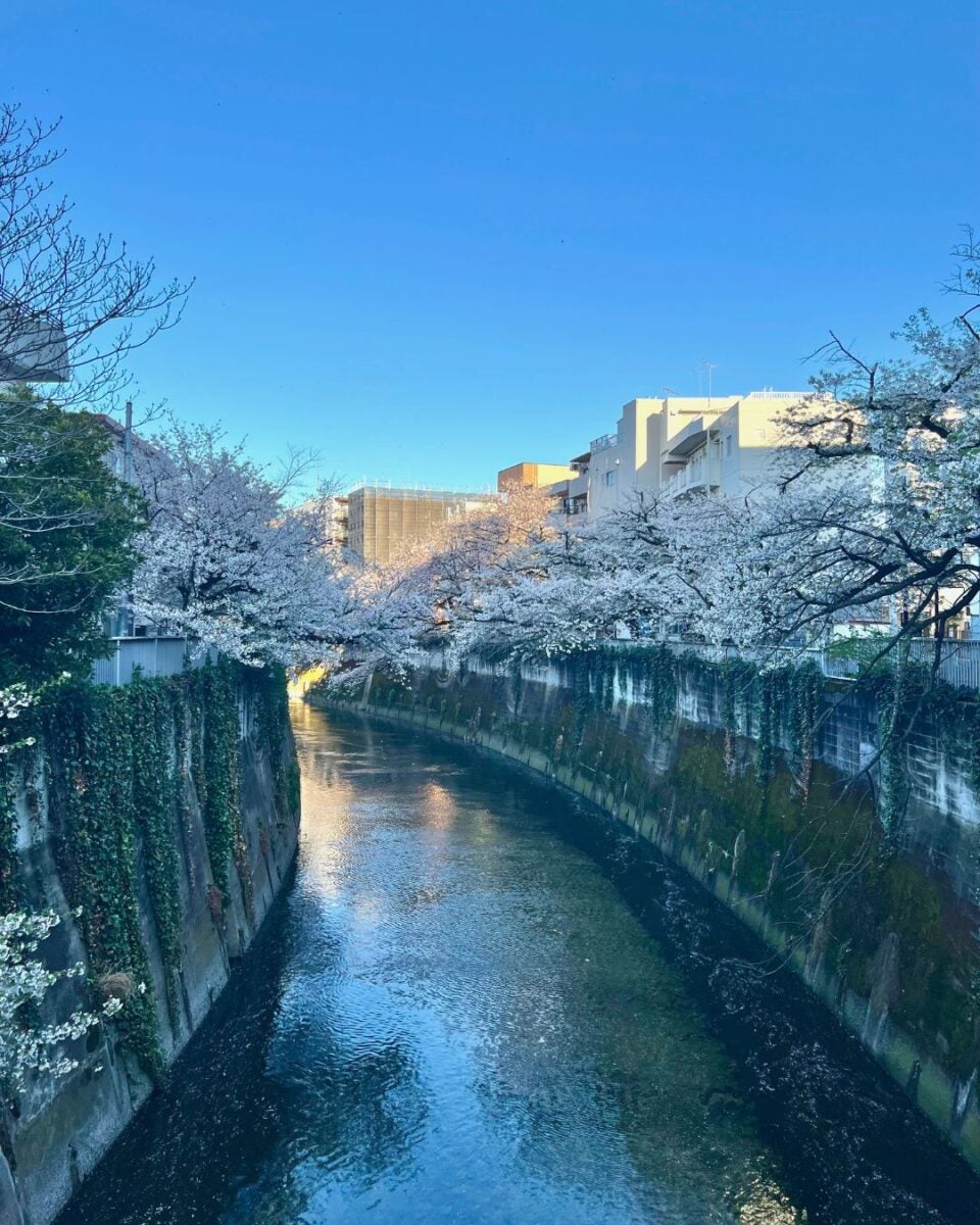 A serene river lined with lush, blooming cherry blossom trees under a clear blue sky, with buildings in the background.