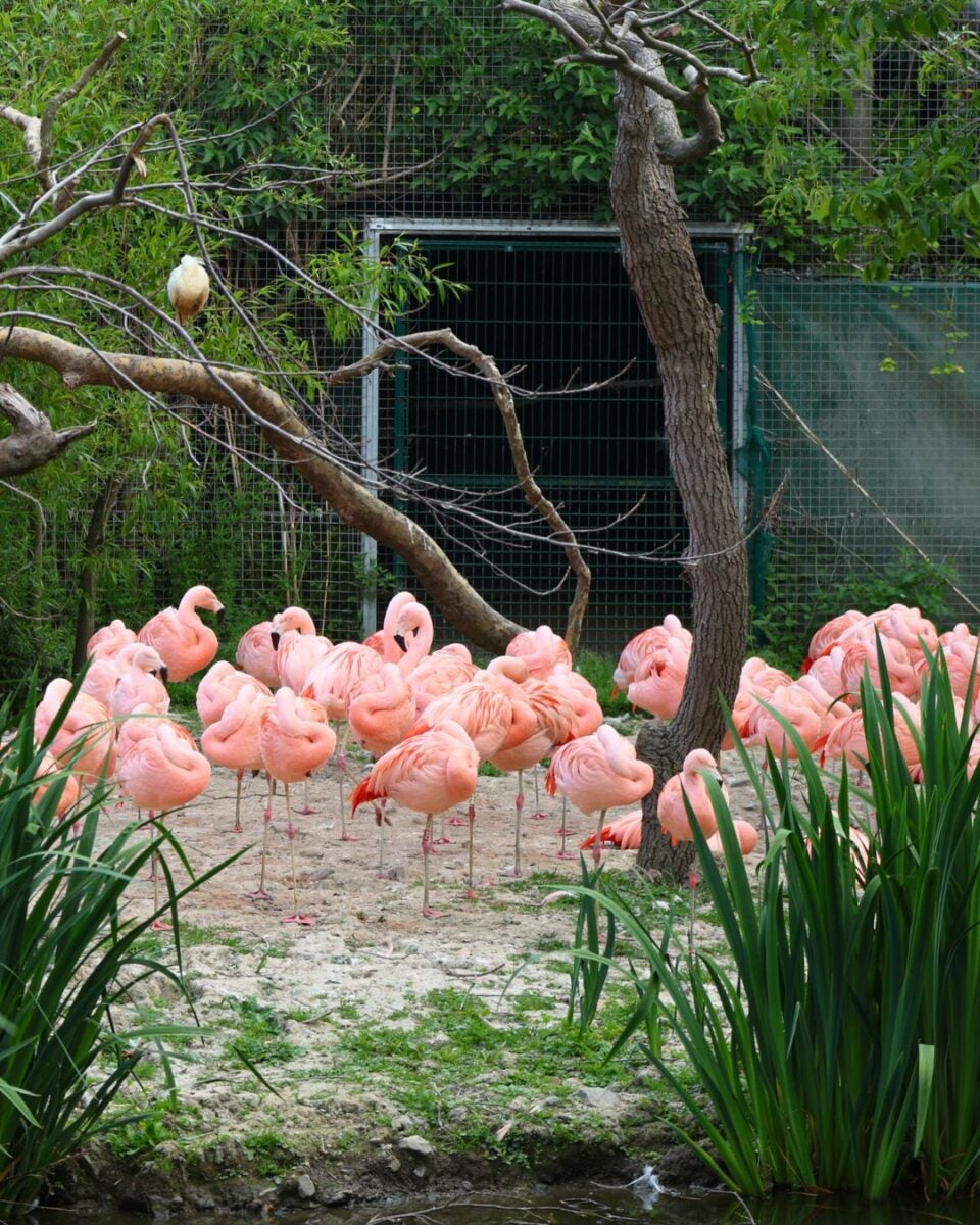 A group of pink flamingos standing on sandy ground surrounded by green plants, with a tree and wire fence in the background.