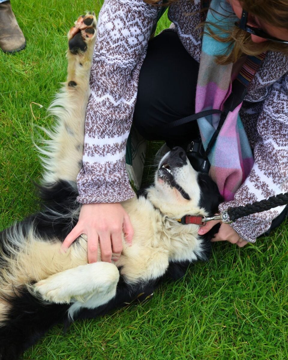 Person petting a playful black and white dog lying on grass.