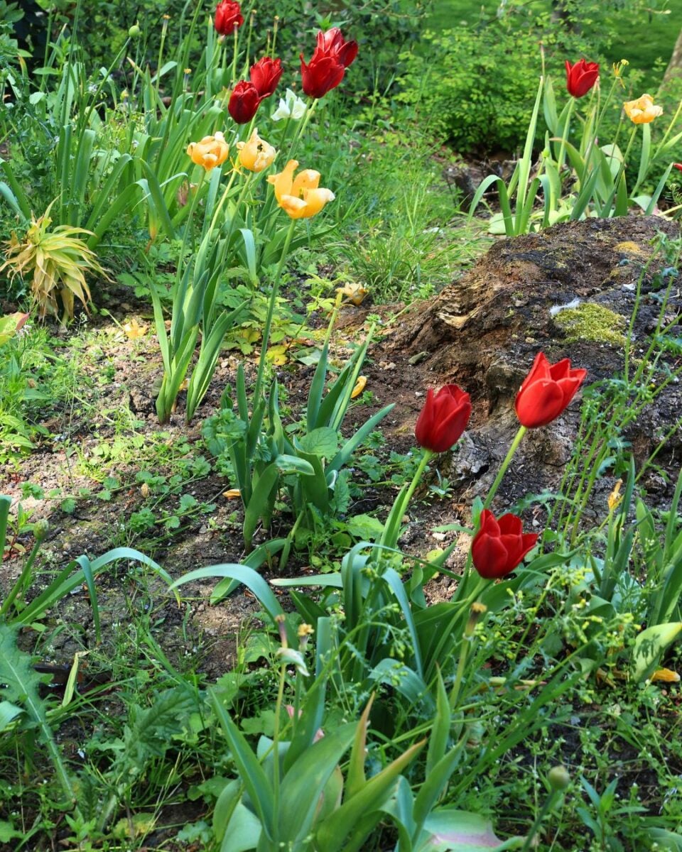 Garden with red and yellow tulips among green foliage and a moss-covered rock.