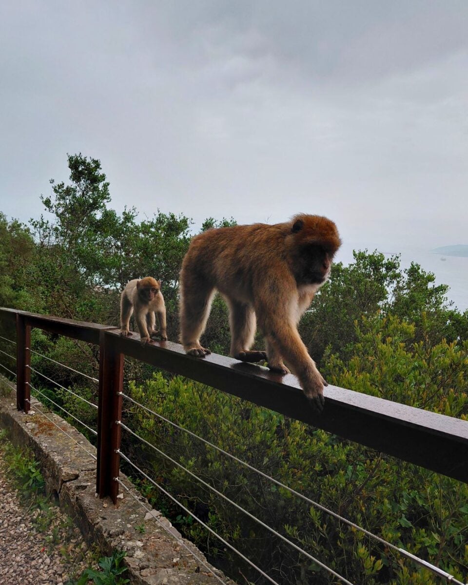 Two monkeys walking along a wooden railing, surrounded by lush greenery and an overcast sky. The tone is lively and adventurous.