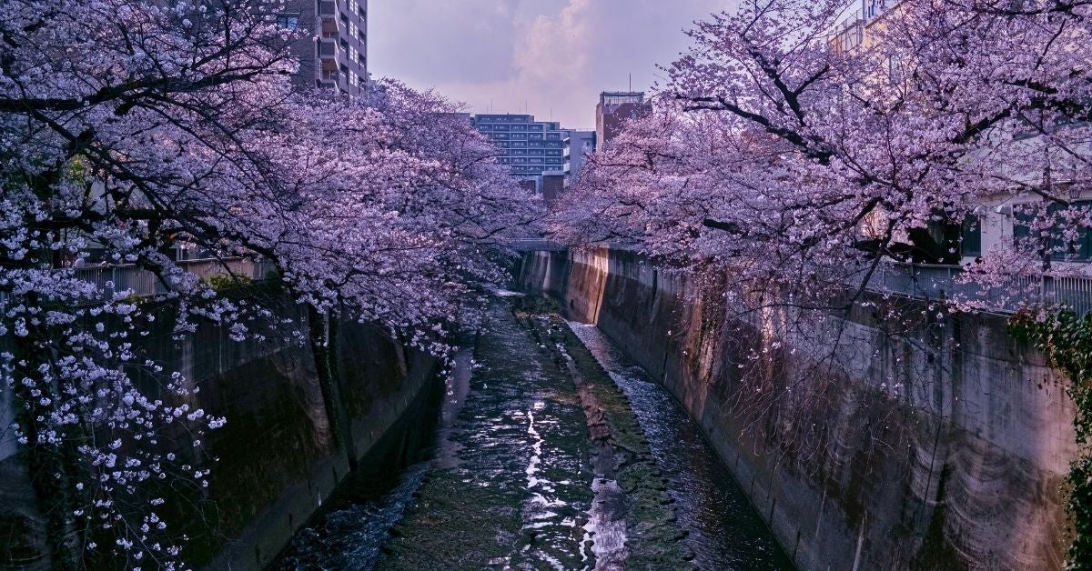Cherry blossoms in full bloom line both sides of a narrow canal, creating a scenic pathway in a city. The scene is serene and picturesque.