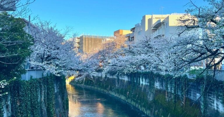 A serene river lined with lush, blooming cherry blossom trees under a clear blue sky, with buildings in the background.