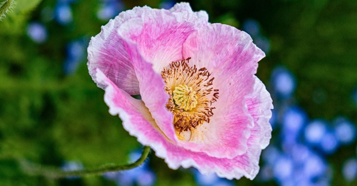 Close-up of a delicate pink poppy flower with ruffled petals and a textured center. The soft green background adds a serene and natural feel.