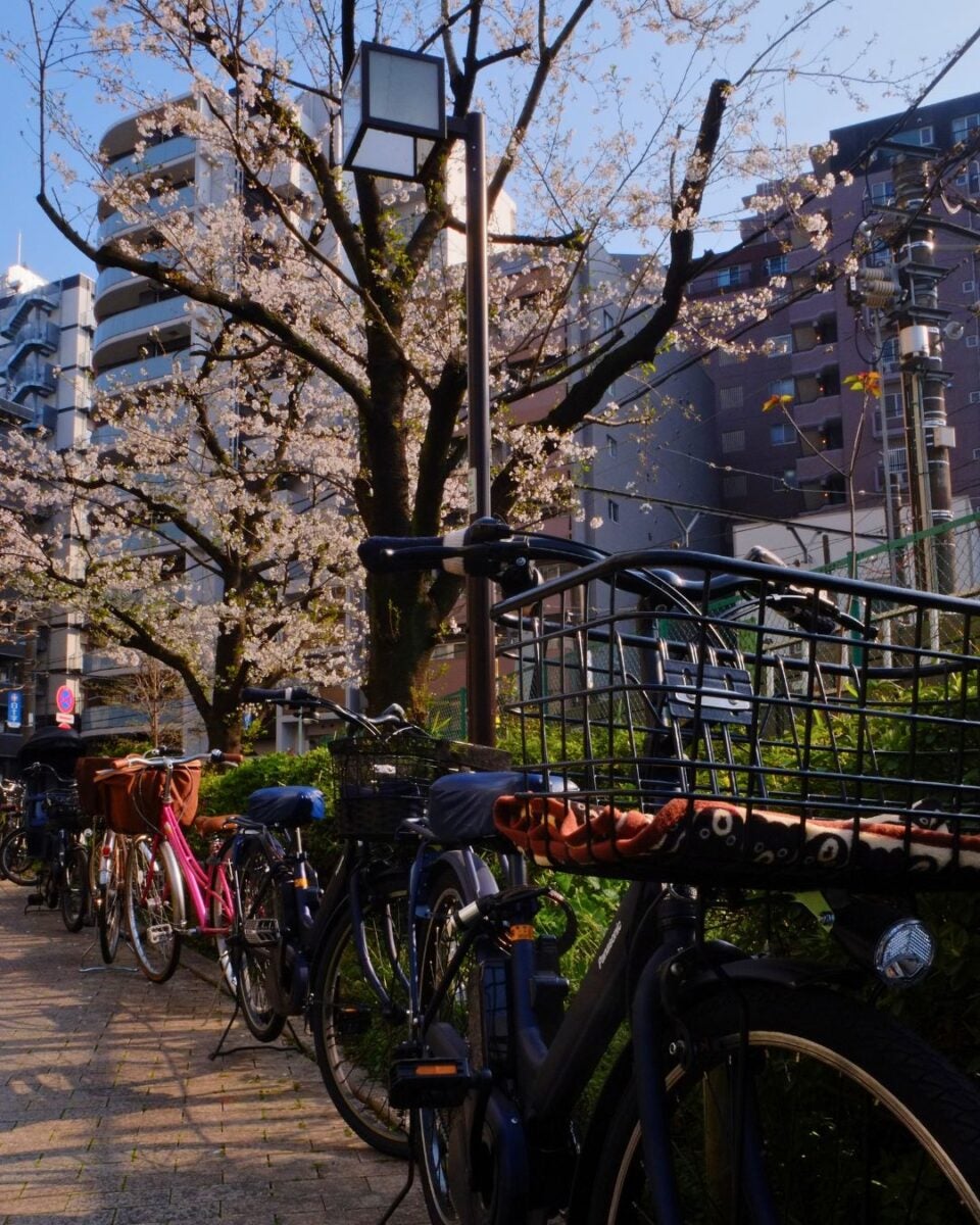 Bicycles lined up on a sunlit path beside cherry blossom trees, with urban buildings in the background. The scene conveys a calm, springtime atmosphere.