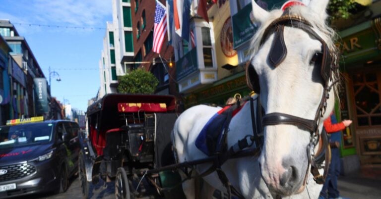 Close-up of a white horse harnessed to a black carriage on a busy city street with American flags overhead.