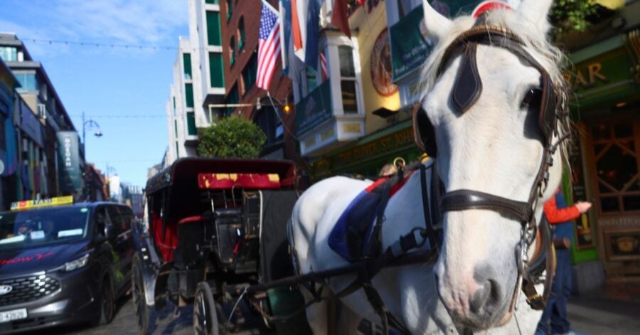 Close-up of a white horse harnessed to a black carriage on a busy city street with American flags overhead.