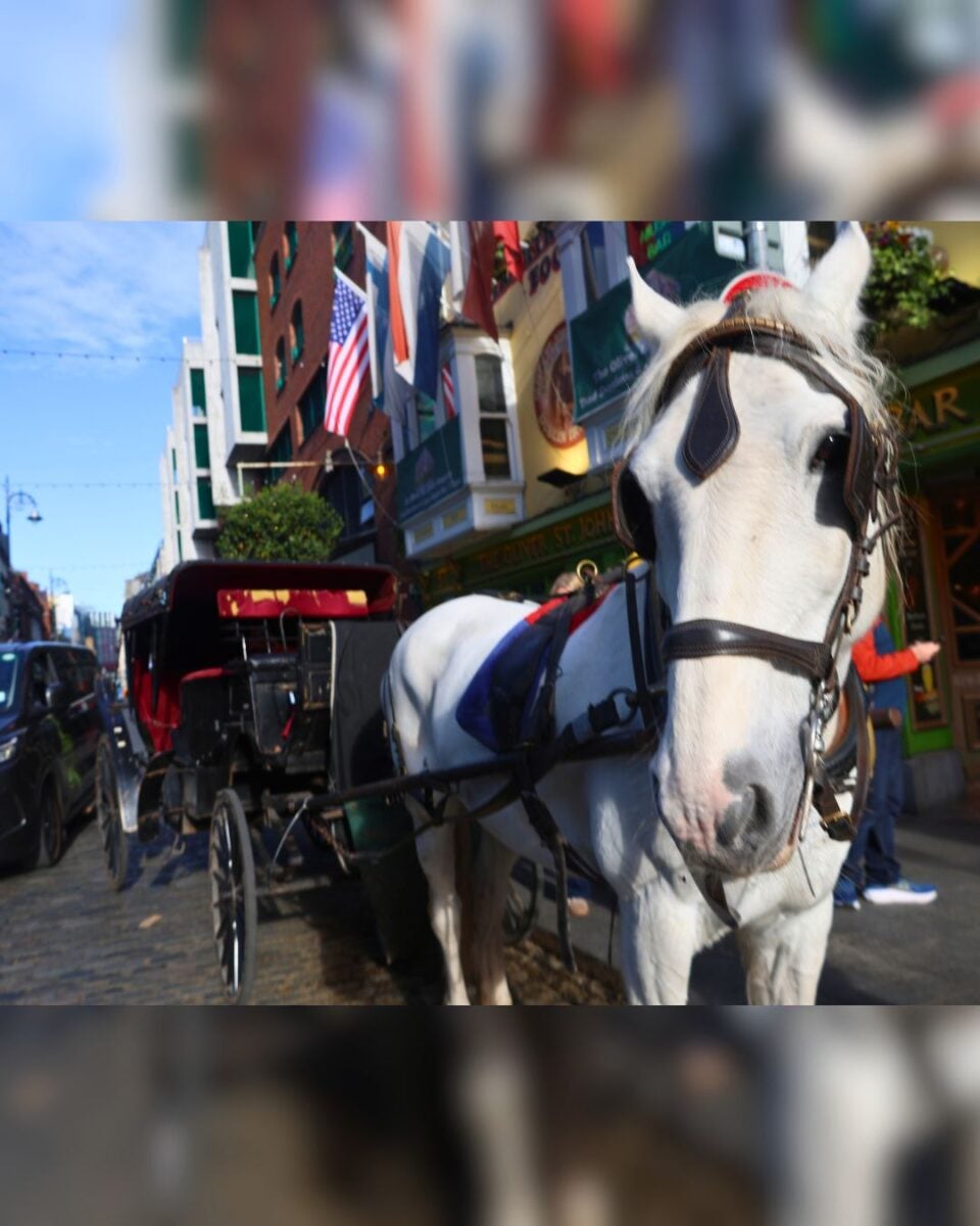 Close-up of a white horse harnessed to a black carriage on a busy city street with American flags overhead.