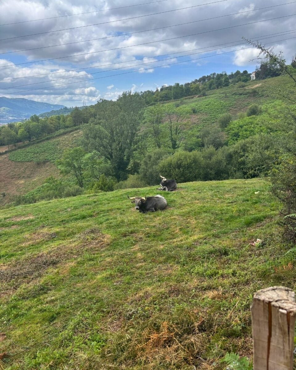 Two cows resting on a grassy hillside with rolling green hills and trees under a partly cloudy sky.