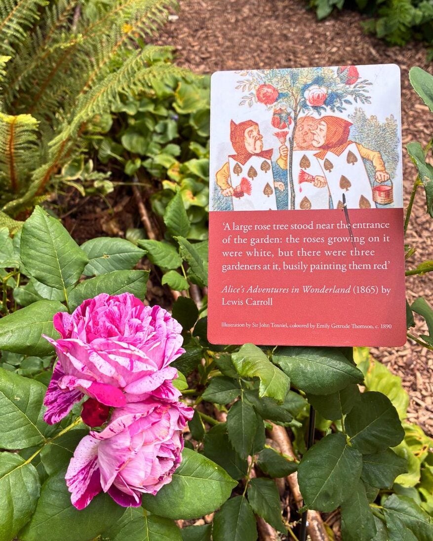 Pink and white striped rose blooming beside a garden sign with an Alice in Wonderland quote about a rose tree and gardeners.