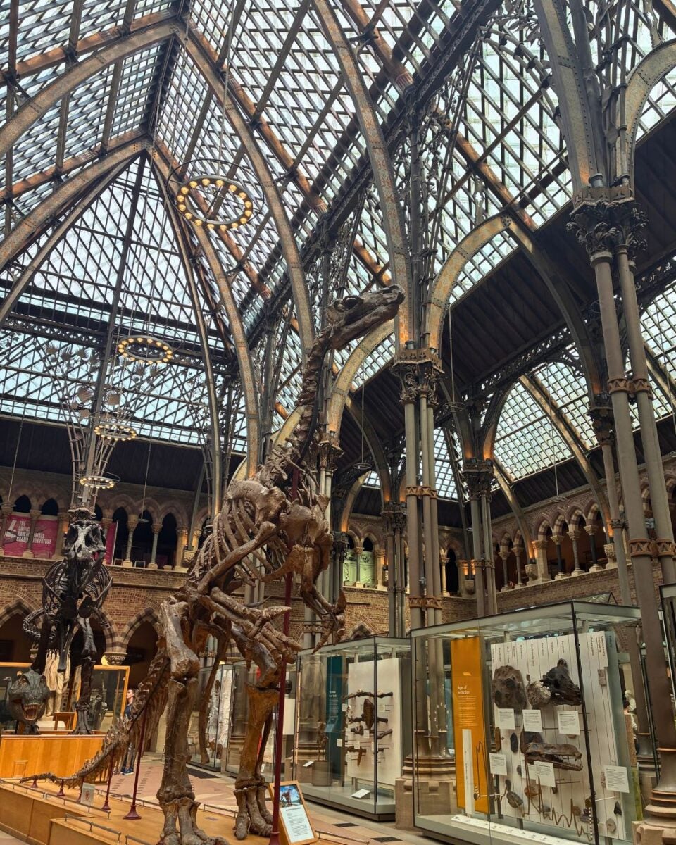 Skeleton of a large dinosaur displayed under a glass and iron vaulted ceiling at the Oxford Museum of Natural History.