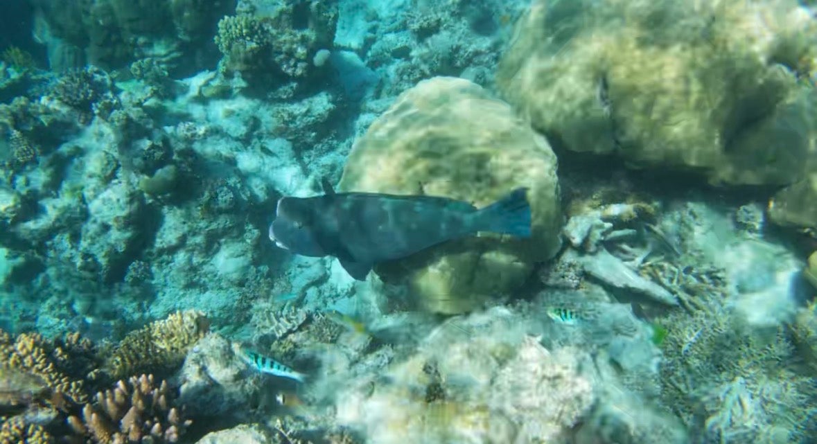 A dark-colored fish swimming near coral formations on a clear ocean floor.