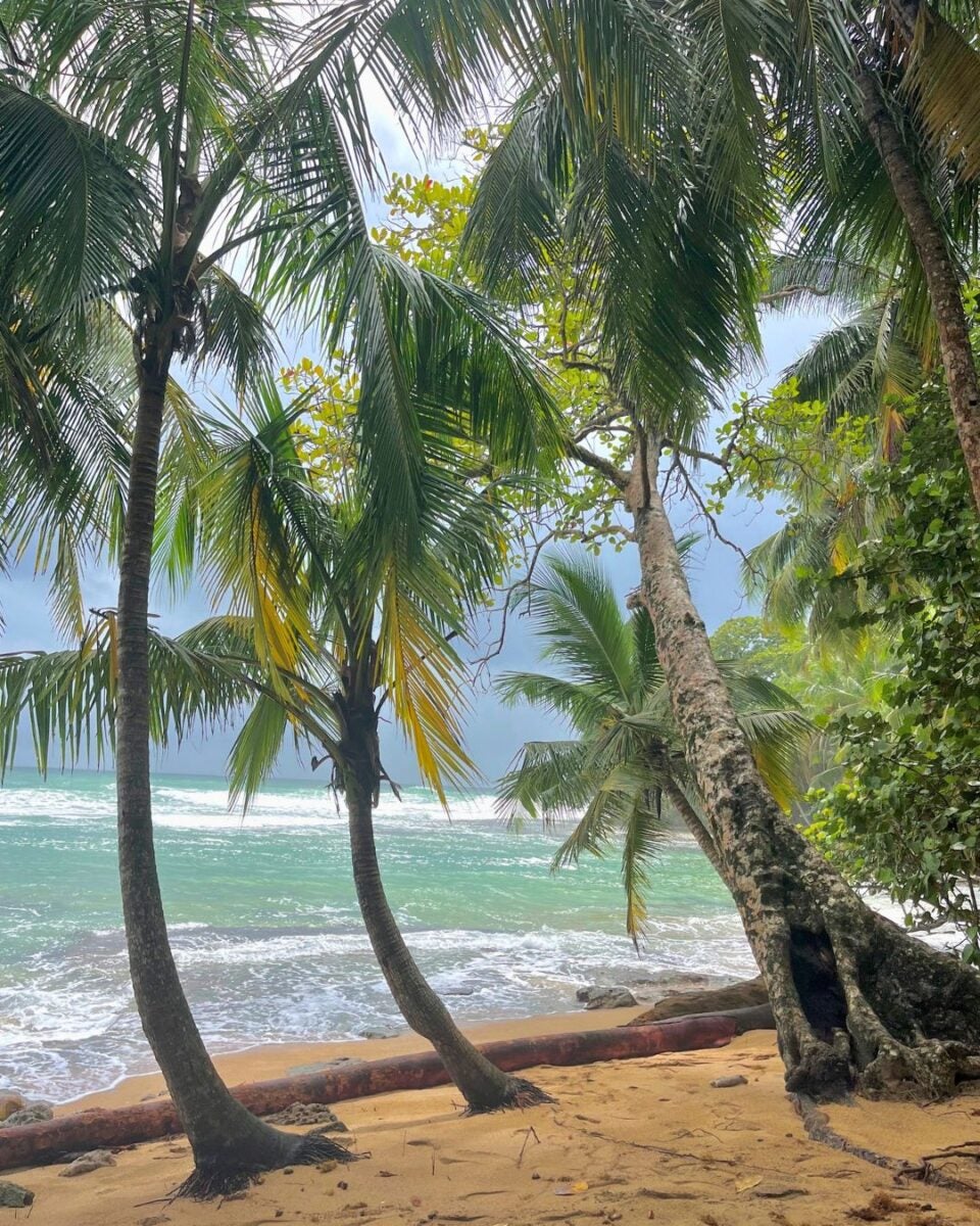 Tropical beach scene with palm trees leaning over sandy shore and turquoise ocean waves under a cloudy sky.