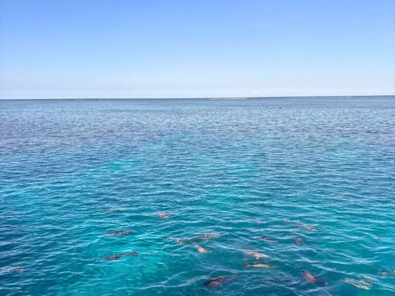 Calm ocean waters under a clear blue sky stretching to the horizon on a sunny day.