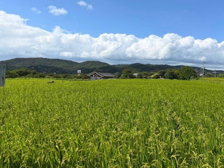 Lush green rice field stretching towards a traditional building with mountains and a partly cloudy blue sky in the background.