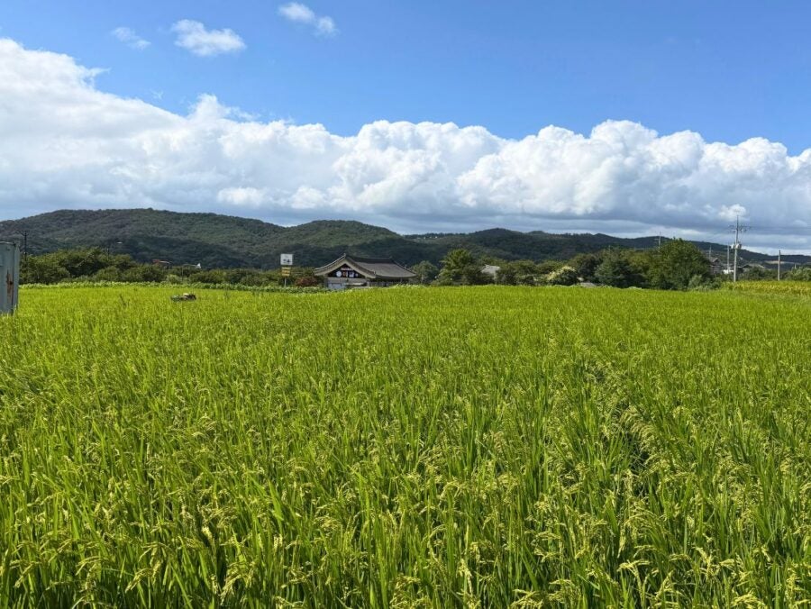 Lush green rice field stretching towards a traditional building with mountains and a partly cloudy blue sky in the background.