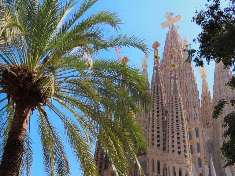 Tall spires of the Sagrada Familia basilica framed by lush palm trees under a clear blue sky in Barcelona.